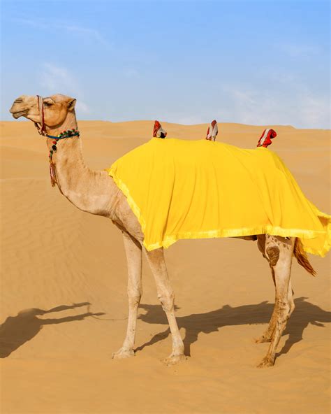 camel photoshoot